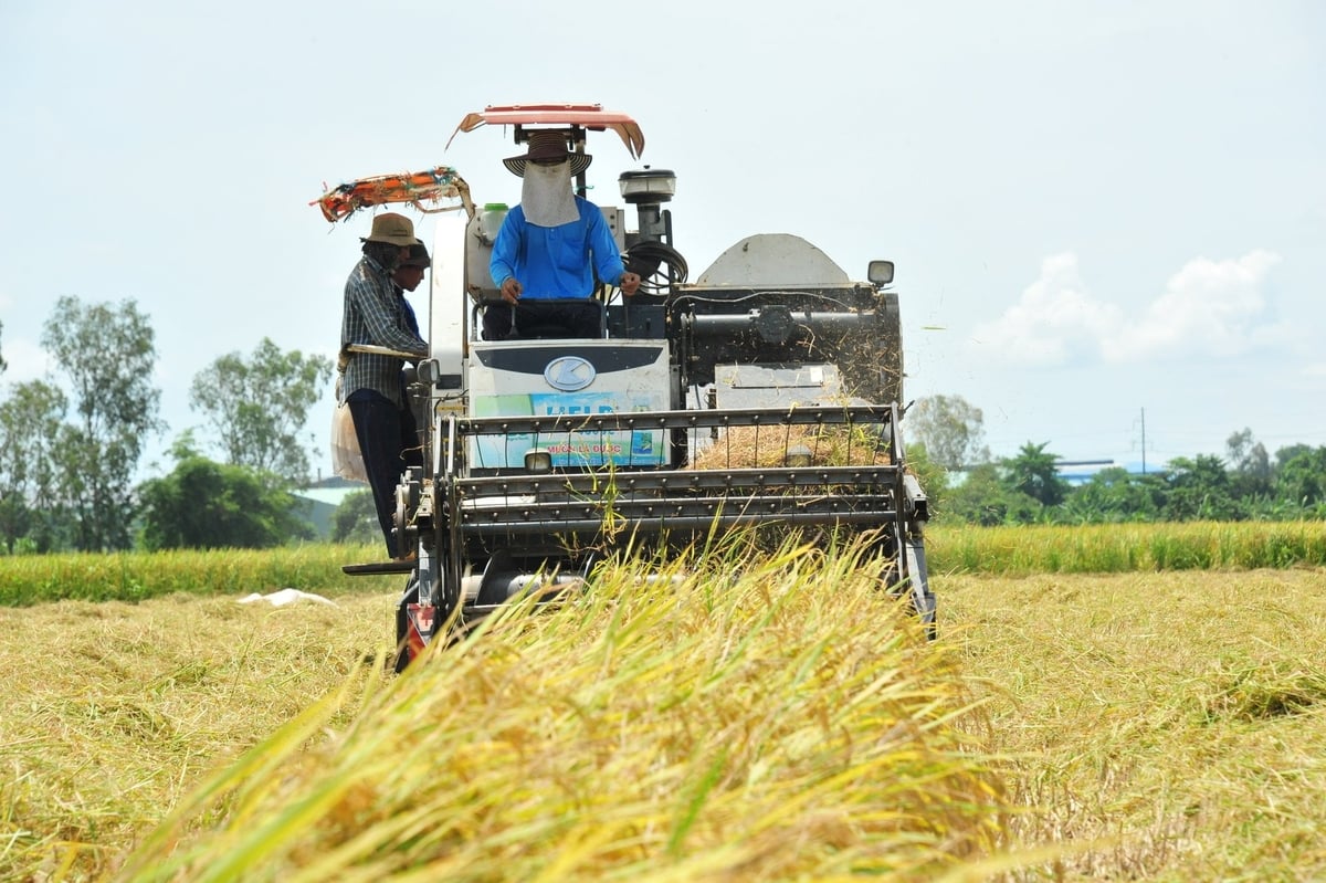 Nông dân các xã đầu nguồn ở Đồng Tháp đang tất bật thu hoạch lúa hè thu 2025. Ảnh: Lê Hoàng Vũ.