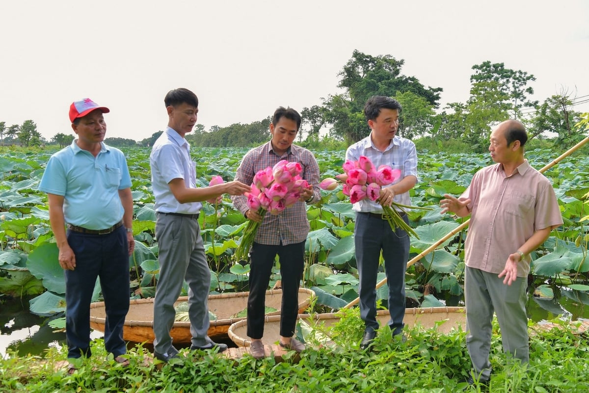 Cán bộ Trung tâm Khuyến nông Hà Nội kiểm tra mô hình trồng sen của bà Nguyễn Thị Toàn ở xã Chuyên Mỹ. Ảnh: Đinh Thanh Huyền.