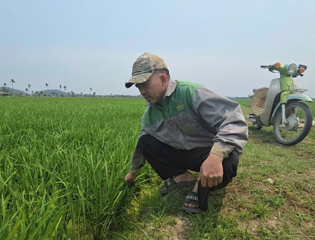 Nhờ công nghệ và máy móc hiện đại, anh Hùng làm chủ được vùng sản xuất rộng lớn mà năng suất lúa vẫn vượt trội. Ảnh: Đinh Mười.