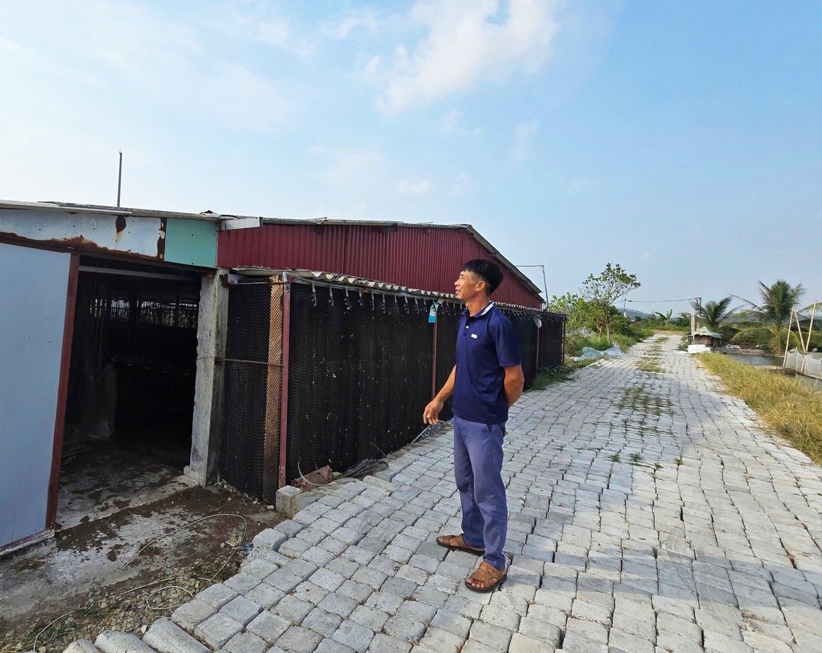 Anh Vũ Văn Tăng kiểm tra lần cuối khu vực trang trại nuôi gà để có phương án chằng chống 'chờ' bão. Ảnh: Đinh Mười.