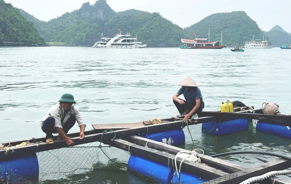 Người lao động đang giúp anh Đỗ Mạnh Toàn gia cố lại bè nuôi cá. Ảnh: Mạnh Toàn.