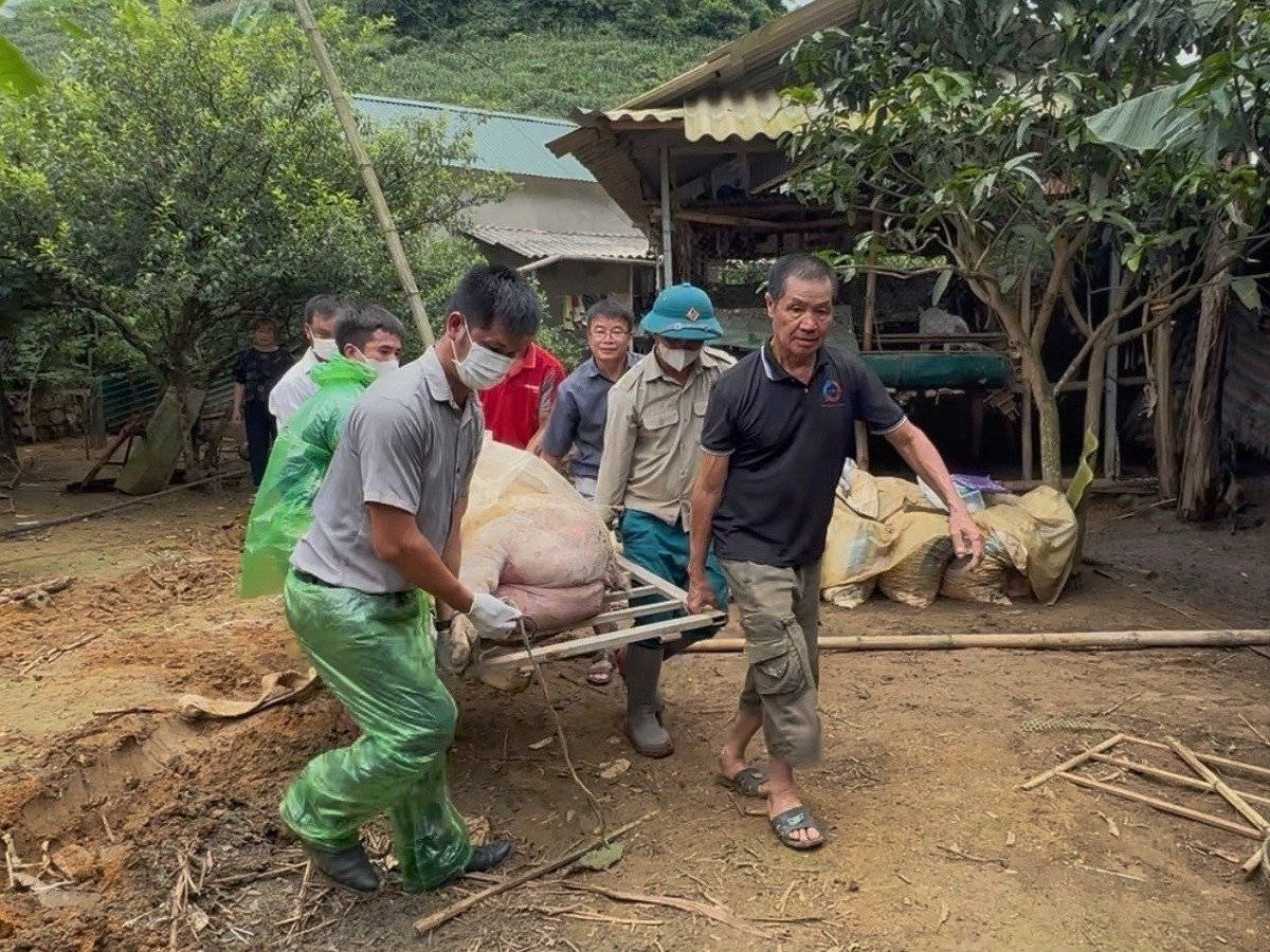 Lợn chết ngày 17/7 nghi nhiễm dịch tả lợn Châu Phi được tiểu hủy. Ảnh: Đức Bình.