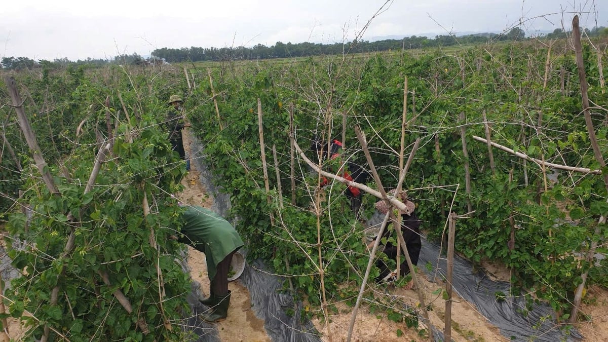 Người dân tranh thủ thu hoạch nông sản để hạn chế thiệt hại do mưa bão. Ảnh: Đình Tiệp.