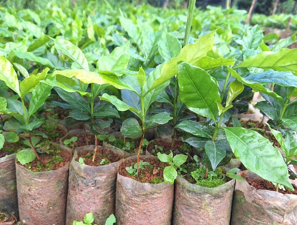 Xã Tu Mơ Rông hỗ trợ cây giống cà phê cho người dân phát triển kinh tế. Ảnh: CTV.