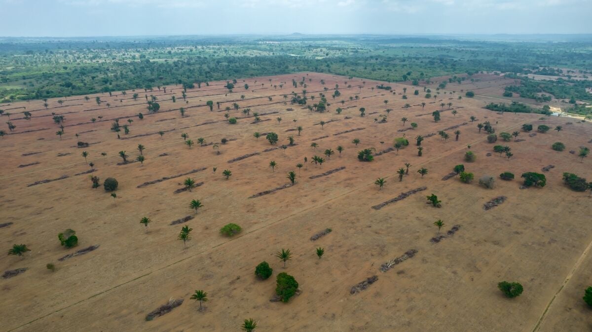 Theo Viện Talanoa, Brazil sẽ hoàn toàn đi chệch khỏi các tiêu chuẩn quốc tế'. Ảnh: Bloomberg. Theo Viện Talanoa, Brazil sẽ hoàn toàn đi chệch khỏi các tiêu chuẩn quốc tế'. Ảnh: Bloomberg.