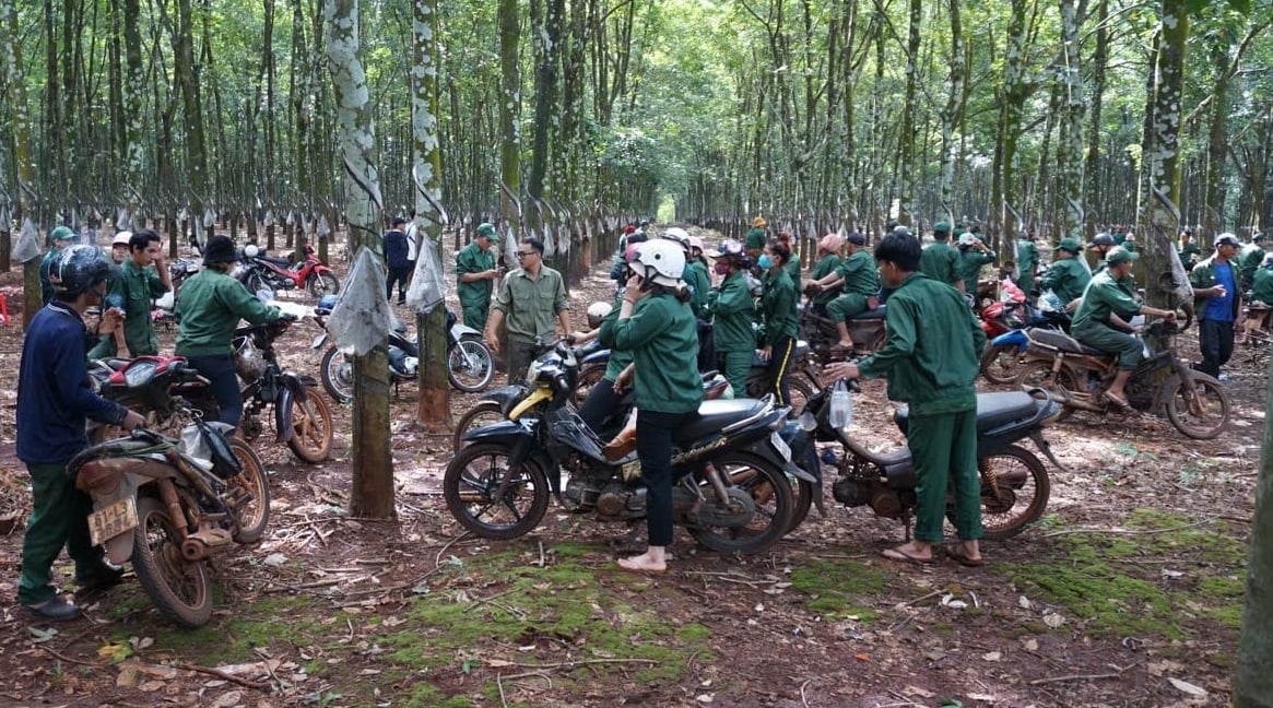 Người đồng bào S’tiêng bản địa được xem là nòng cốt trong sản xuất. Ảnh: Trần Trung. Người đồng bào S’tiêng bản địa được xem là nòng cốt trong sản xuất. Ảnh: Trần Trung.