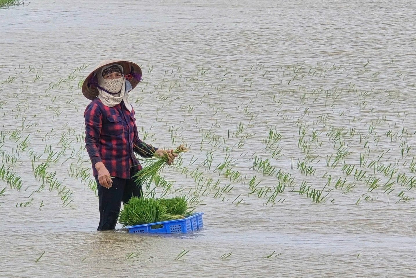 Nhiều diện tích lúa mới cấy ở Hải Phòng dự kiến sẽ hỏng, phải cấy lại nếu bị ngập.