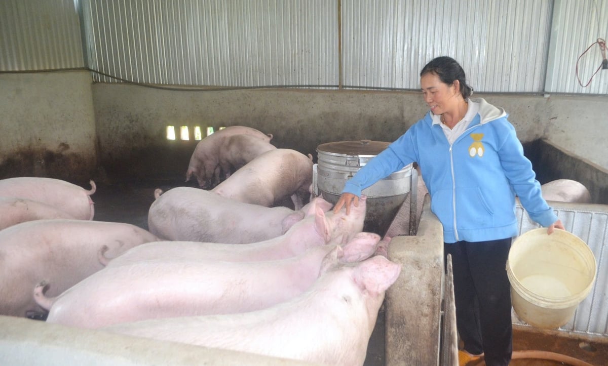 Mô hình nuôi heo hướng nạc phù hợp với những hộ ít đất sản xuất, tận dụng được quy mô nhỏ và thời gian thu hồi vốn nhanh hơn. Ảnh: TT. Mô hình nuôi heo hướng nạc phù hợp với những hộ ít đất sản xuất, tận dụng được quy mô nhỏ và thời gian thu hồi vốn nhanh hơn. Ảnh: TT.