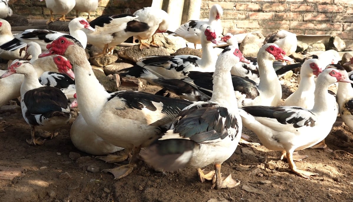 Ngan sao Đầm Hà có giá bán dao động từ 100.000-120.000đ/kg. Ảnh: Nguyễn Thành. Ngan sao Đầm Hà có giá bán dao động từ 100.000-120.000đ/kg. Ảnh: Nguyễn Thành.