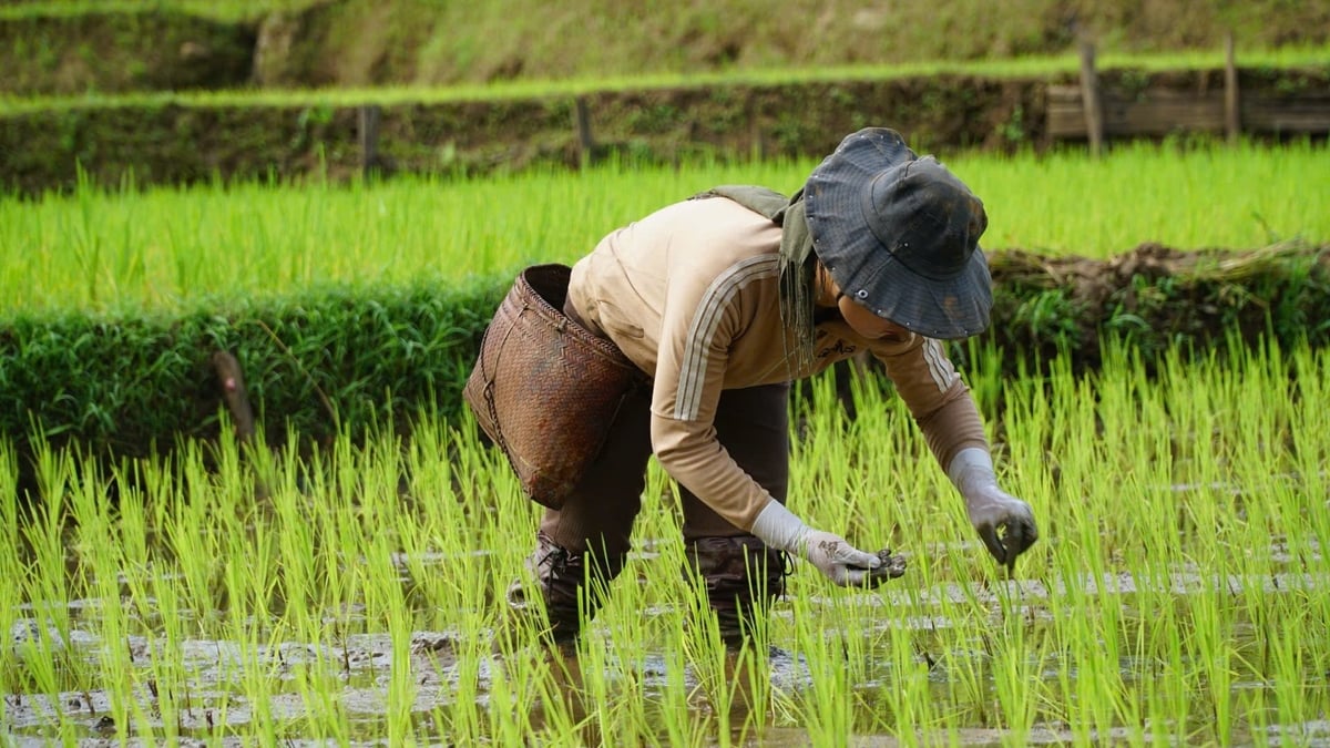 Chị Hoa cẩn thận vùi từng viên phân xuống ruộng, nhờ kỹ thuật cấy hàng rộng - hàng hẹp nên lối đi thông thoáng, tiện lợi hơn. Ảnh: Đức Bình.
