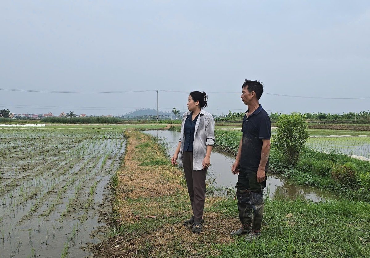 Bà Nguyễn Thị Hà - Giám đốc HTX Kinh doanh dịch vụ nông nghiệp Thụy Hương và người dân nghiên cứu phương án tiêu thoát nước cho vựa lúa mới cấy xong. Ảnh: Đinh Mười.