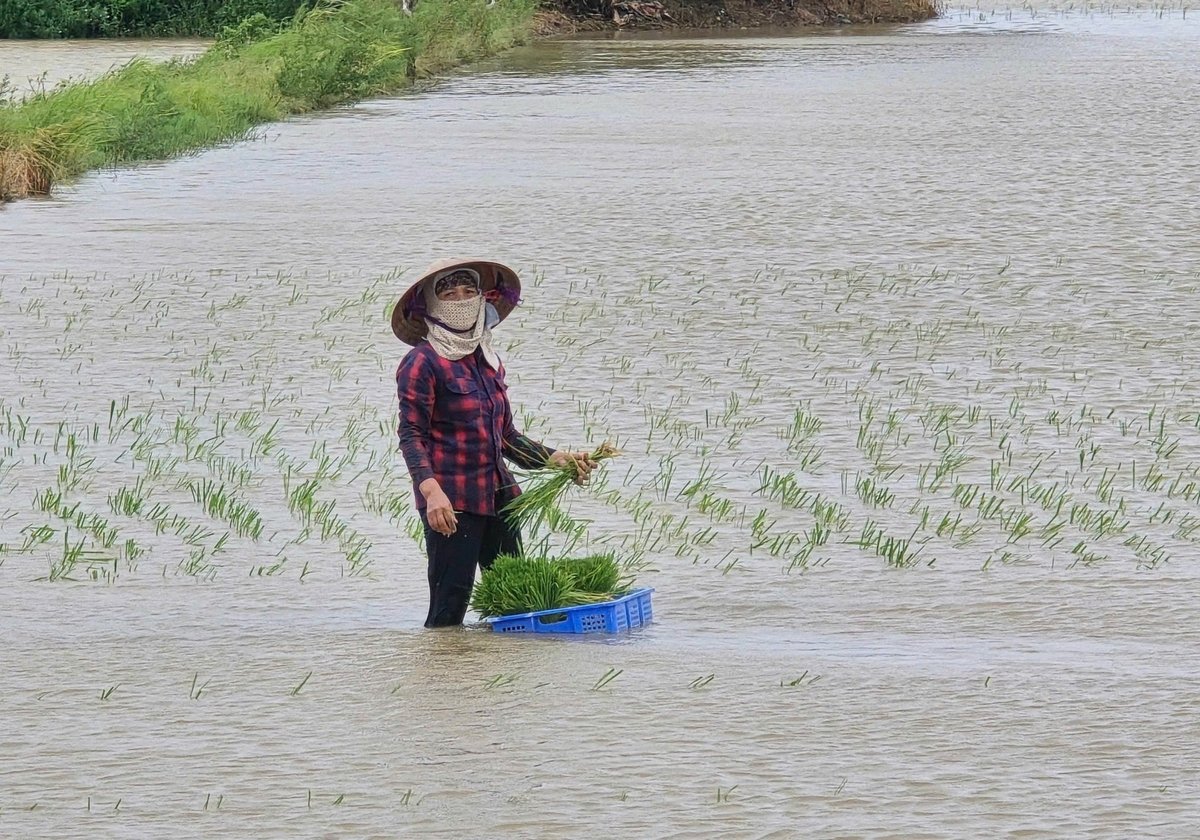 Rice farms in Hai Phong are at risk due to prolonged flooding. 
