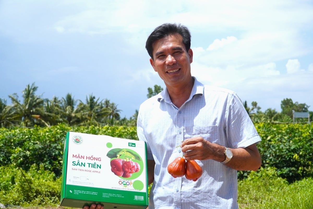 Anh Trần Văn Phục ở xã Cù Lao Dung (TP Cần Thơ) - chủ nhân giống mận hồng Sân Tiên được canh tác theo quy trình hữu cơ đang chiếm lĩnh thị trường trái cây nội địa cao cấp. Ảnh: Kim Anh.