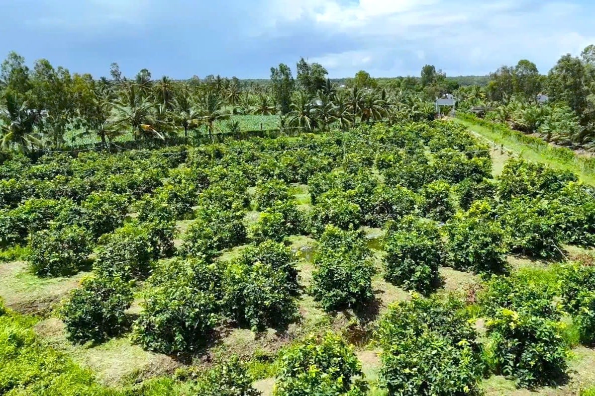 Tương lai, anh Trần Văn Phục dự kiến sẽ lai tạo ra giống mận có trọng lượng 2 trái/kg và độ đường tăng hơn gấp nhiều lần. Ảnh: Kim Anh.