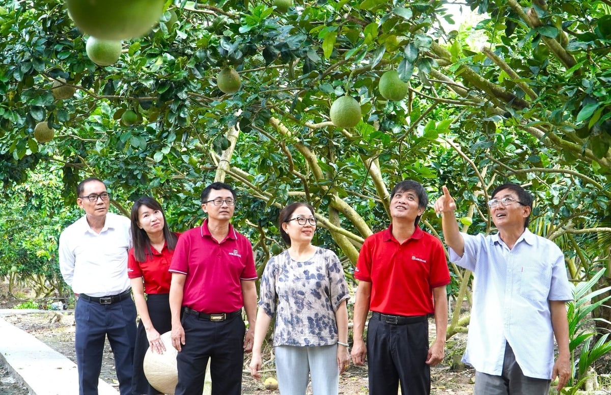 Ông Dương Thái Hoàng (bên phải) cùng cán bộ Agribank tham quan vườn cây ăn trái của gia đình. Ảnh: Kim Anh.
