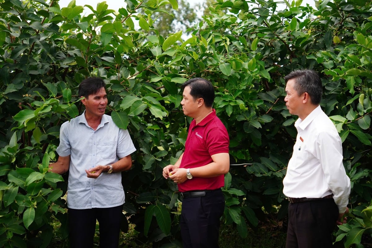Mô hình trồng mận hồng Sân Tiên của ông Trần Văn Phục (bìa trái) ở xã Cù Lao Dung (TP Cần Thơ) đang phát triển lớn mạnh, nhờ tận dụng tốt nguồn vốn ưu đãi của Agribank. Ảnh: Minh Hùng.