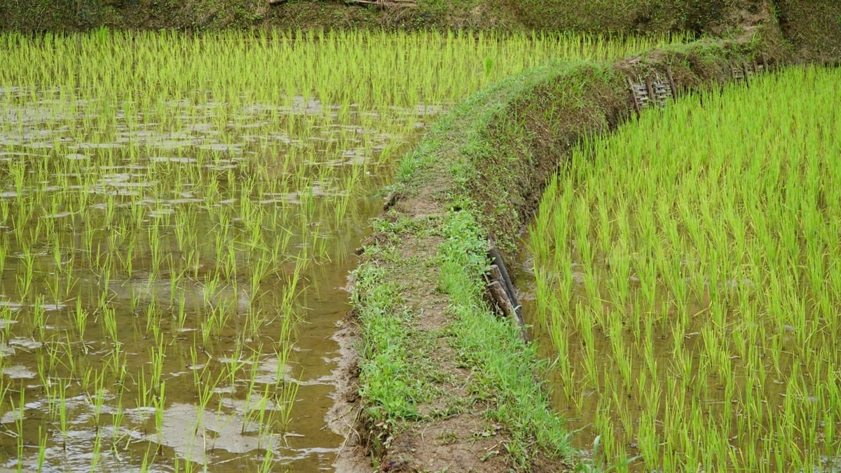Lúa cấy theo kỹ thuật mới khoảng 24 - 26 khóm lúa/m2 (bên trái) và theo kiểu cũ (bên phải). Ảnh: Đức Bình.
