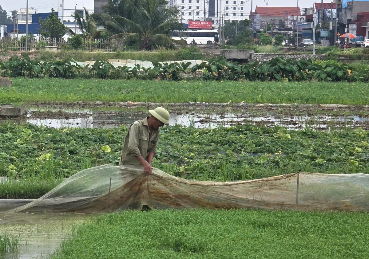 Người dân lo lắng nếu bị ngập úng, số mạ chưa cấy sẽ chết và nếu làm lại thì sẽ không kịp thời vụ. Ảnh: Đinh Mười.