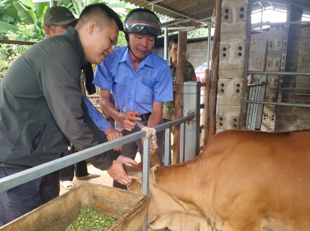 Các cán bộ trung tâm kỹ thuật nông nghiệp trực tiếp hướng dẫn người dân tiêm vaccine cho bò. Ảnh: Nguyễn Nga. Các cán bộ trung tâm kỹ thuật nông nghiệp trực tiếp hướng dẫn người dân tiêm vaccine cho bò. Ảnh: Nguyễn Nga.