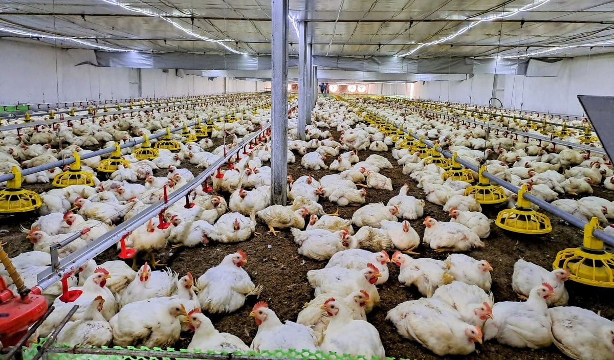 Trang trại gà của ông Đoàn Văn Chiến (thôn Tập Đoàn, phường Yên Tử) được nuôi theo công nghệ nhà lạnh, tiên tiến nhất hiện nay. Ảnh: Cường Vũ. 