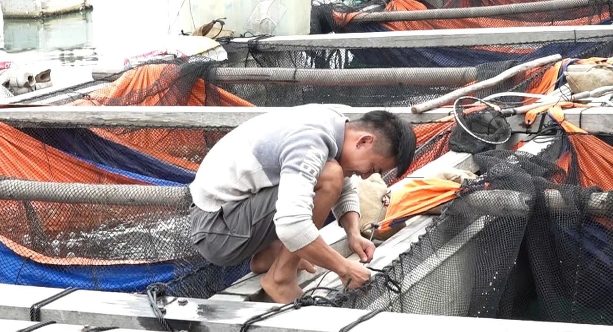 Anh Phạm Văn Thường chằng buộc lại các ô lồng nuôi cá. Ảnh: Nguyễn Thành.