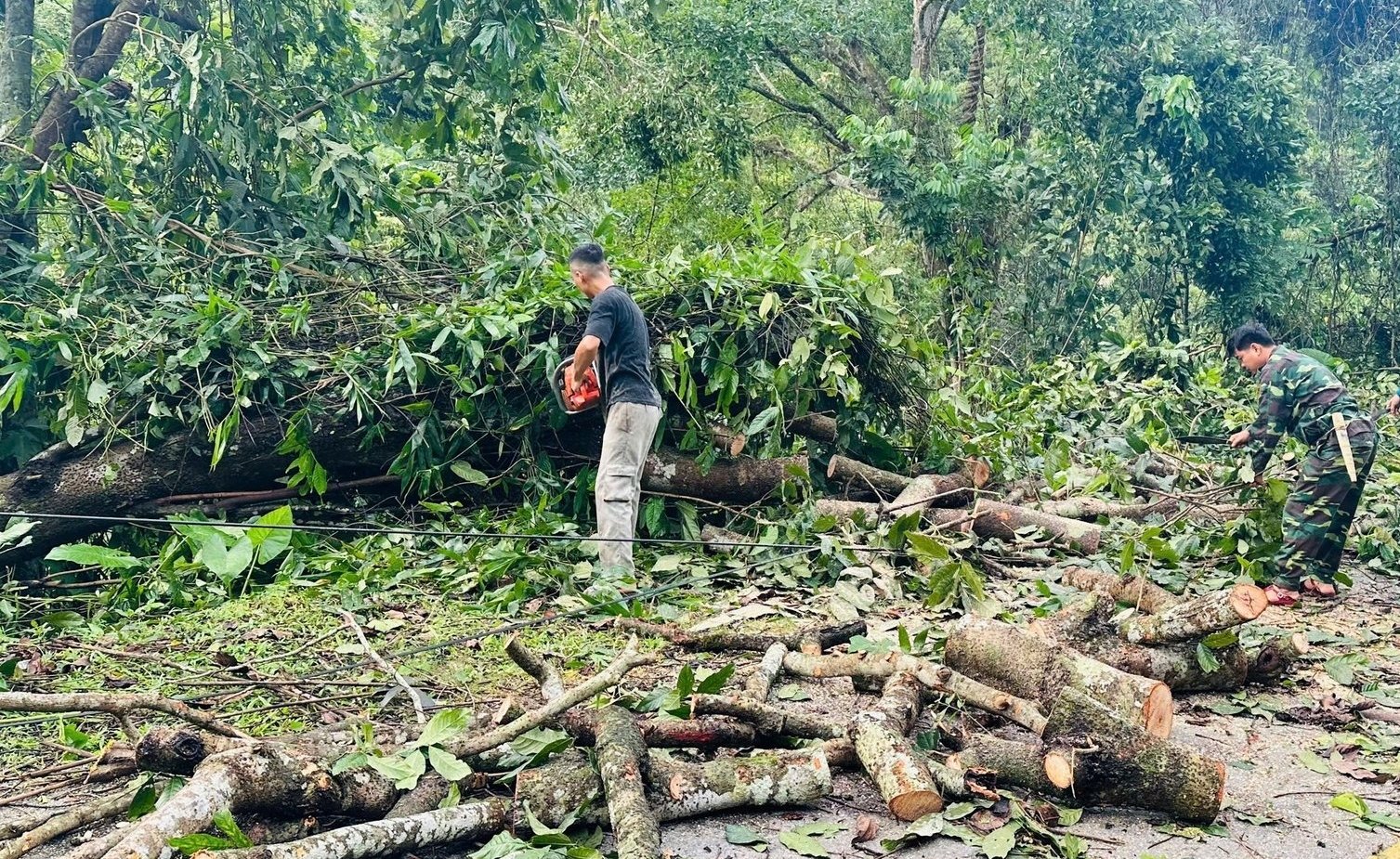 Lâm trường Quỳ Châu thiệt hại khoảng 10 ha keo do mưa bão.
