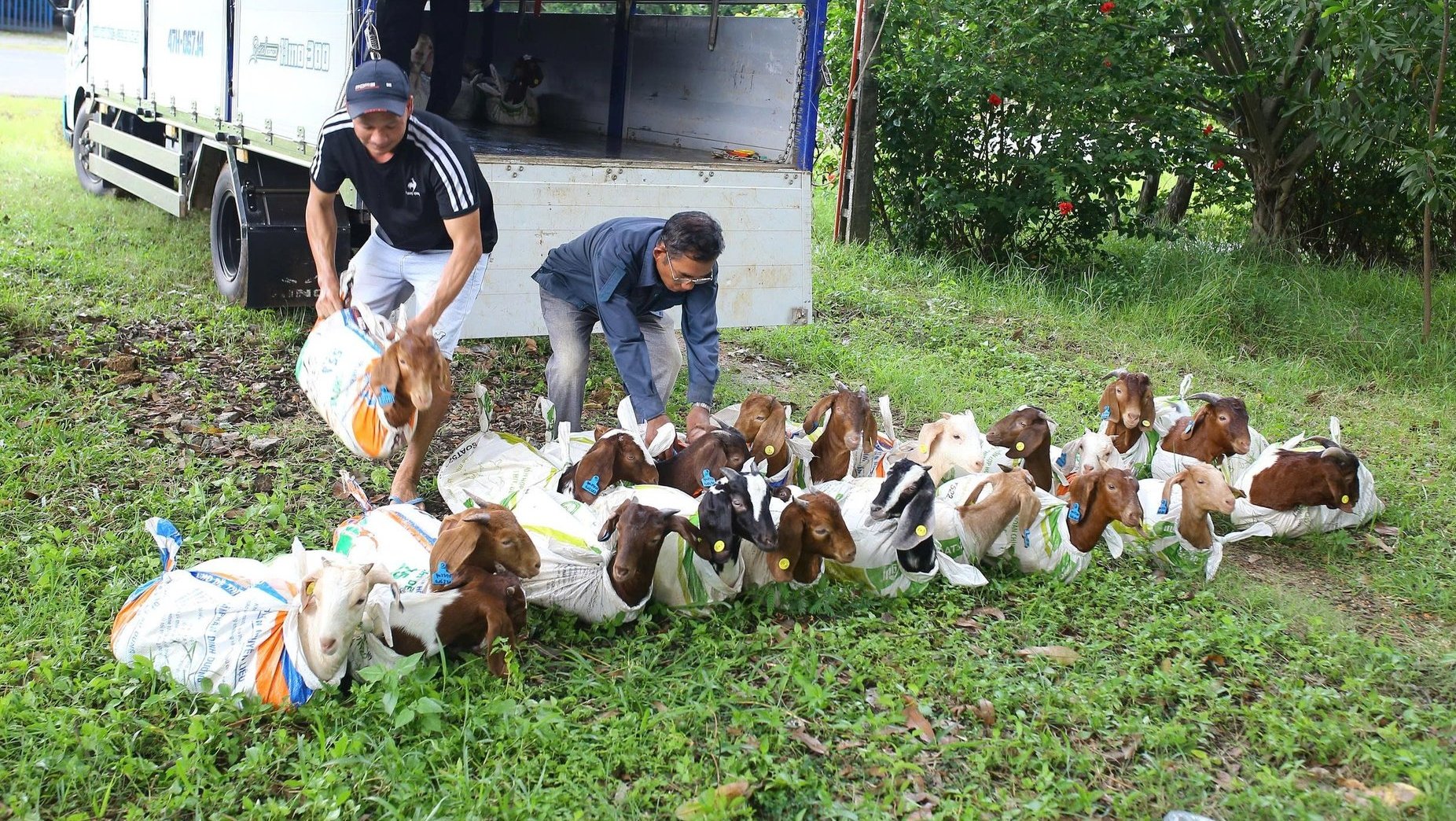 Dê giống được bàn giao cho các hộ dân. Ảnh: Nguyễn Cơ. Dê giống được bàn giao cho các hộ dân. Ảnh: Nguyễn Cơ.