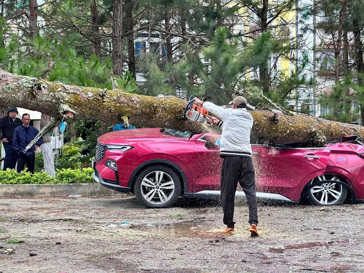 Người dân đang cưa cây thông cổ thụ để giải phóng xe tô tô bị đè bẹp tại phường Xuân Hương vào sáng 21/7. Ảnh: ĐK. Người dân đang cưa cây thông cổ thụ để giải phóng xe tô tô bị đè bẹp tại phường Xuân Hương vào sáng 21/7. Ảnh: ĐK.