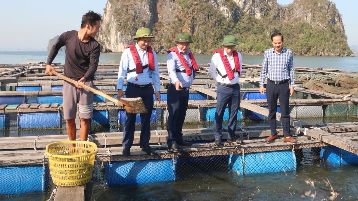 Lãnh đạo Sở Nông nghiệp và Môi trường Quảng Ninh thăm mô hình nuôi biển sau bão. Ảnh: Nguyễn Thành. Lãnh đạo Sở Nông nghiệp và Môi trường Quảng Ninh thăm mô hình nuôi biển sau bão. Ảnh: Nguyễn Thành.