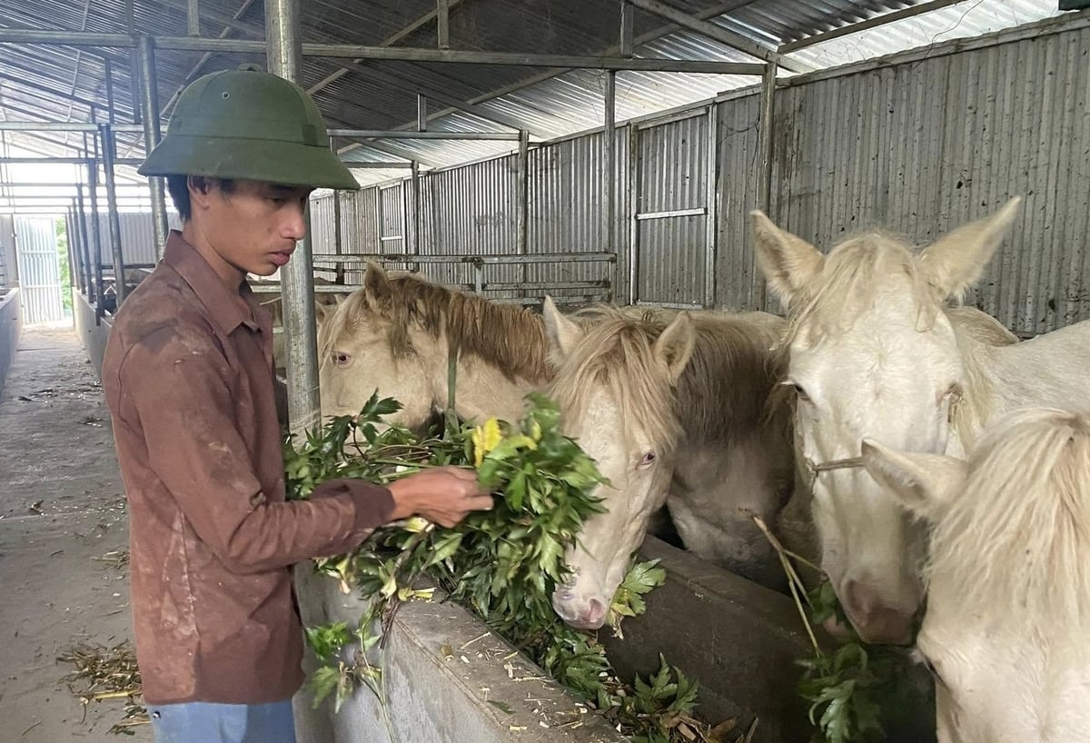 Các con ngựa bạch được cho ăn sâm đương quy. Ảnh: H.Đ. Các con ngựa bạch được cho ăn sâm đương quy. Ảnh: H.Đ.