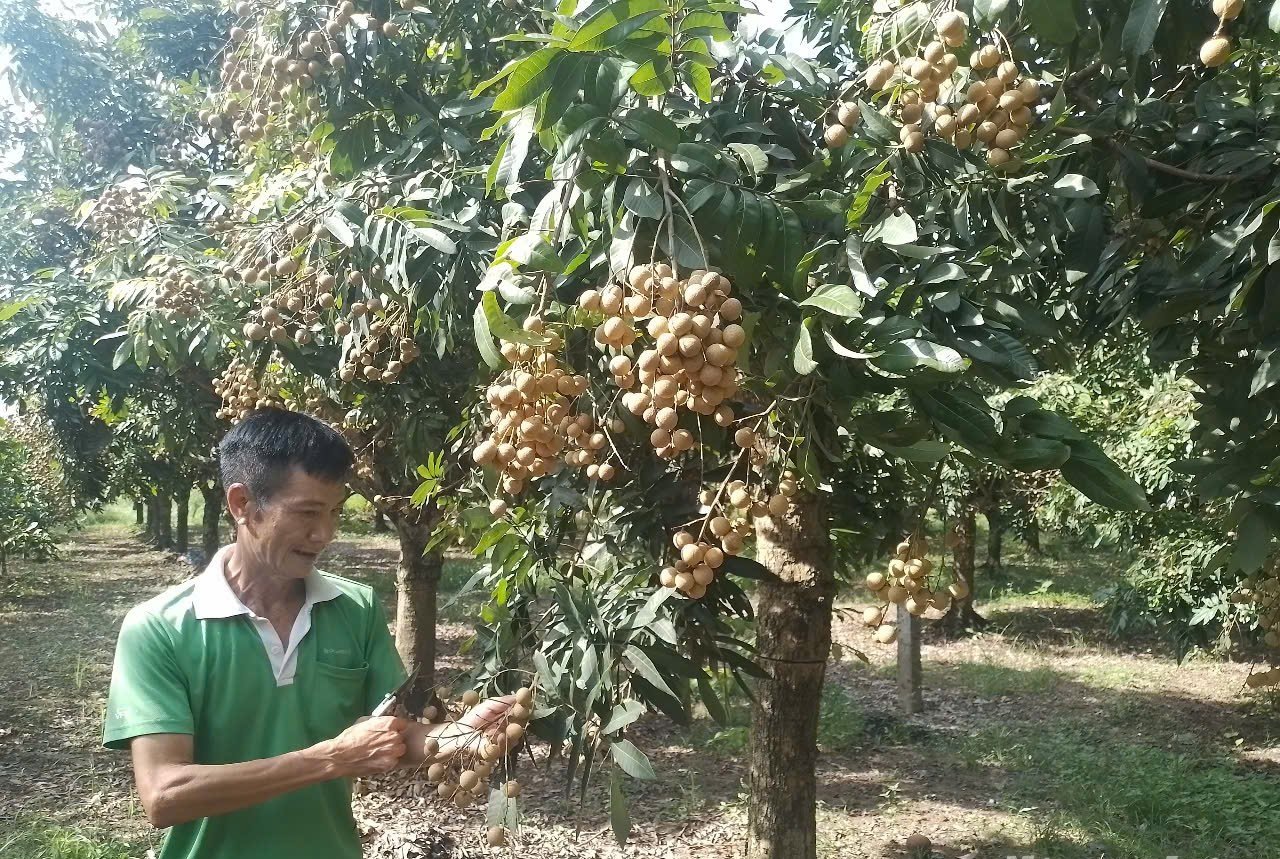 Giống nhãn của ông Đỗ cho thu hoạch sớm 25 ngày so với các vườn nhãn chín đại trà. Ảnh: Hải Tiến. Giống nhãn của ông Đỗ cho thu hoạch sớm 25 ngày so với các vườn nhãn chín đại trà. Ảnh: Hải Tiến.