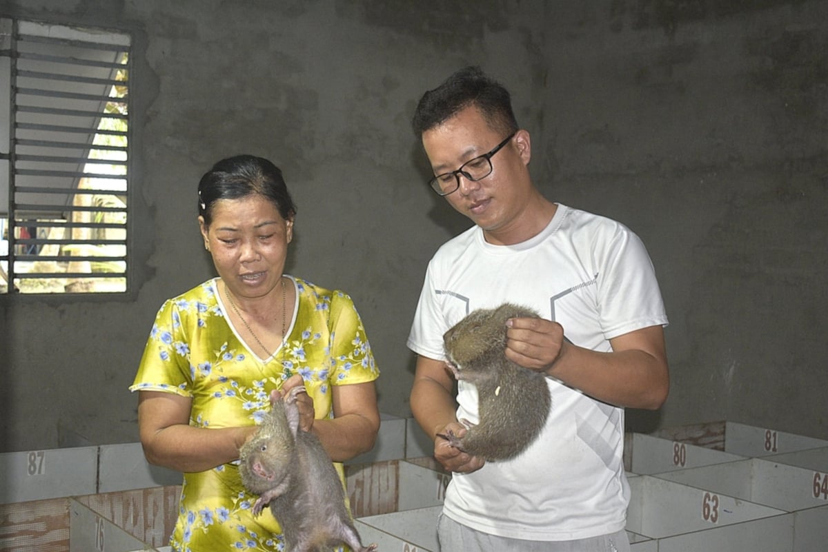 Trang trại dúi của anh Hiếu có 300 con dúi sinh sản. Ảnh: Minh Đảm. Trang trại dúi của anh Hiếu có 300 con dúi sinh sản. Ảnh: Minh Đảm.
