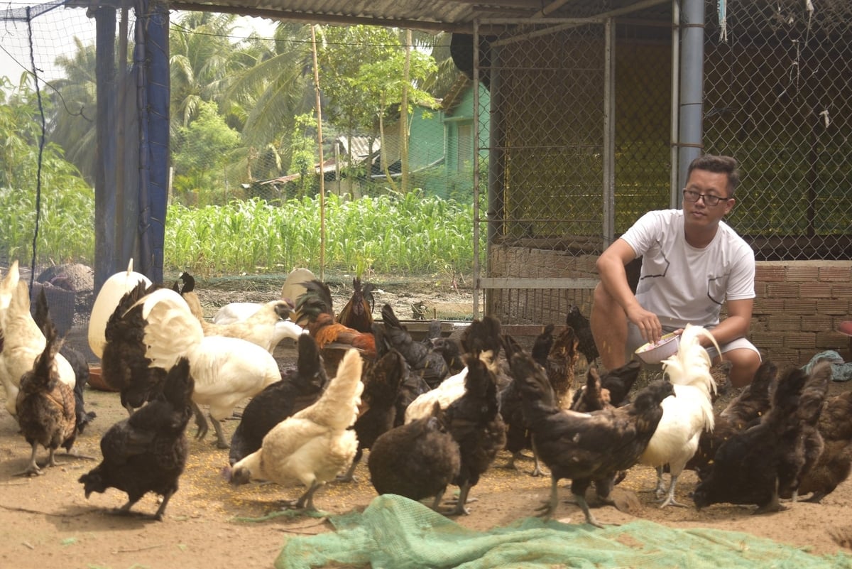 Đàn gà đen 300 con mang về thu nhập cho Hiếu không kém gì con dúi. Ảnh: Minh Đảm. Đàn gà đen 300 con mang về thu nhập cho Hiếu không kém gì con dúi. Ảnh: Minh Đảm.