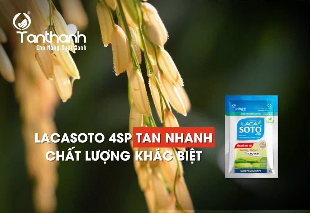 Lacasoto 4SP luôn không ngừng đổi mới để thích ứng với điều kiện canh tác đa dạng và yêu cầu ngày càng cao của nông nghiệp hiện đại. Ảnh: Tân Thành. Lacasoto 4SP luôn không ngừng đổi mới để thích ứng với điều kiện canh tác đa dạng và yêu cầu ngày càng cao của nông nghiệp hiện đại. Ảnh: Tân Thành.