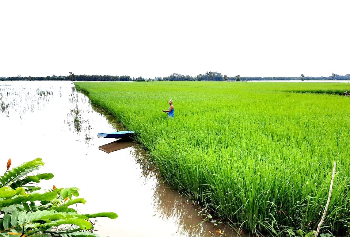 Lúa mùa nổi trồng tại tỉnh Tây Ninh. Ảnh: Lê Hoàng Vũ.