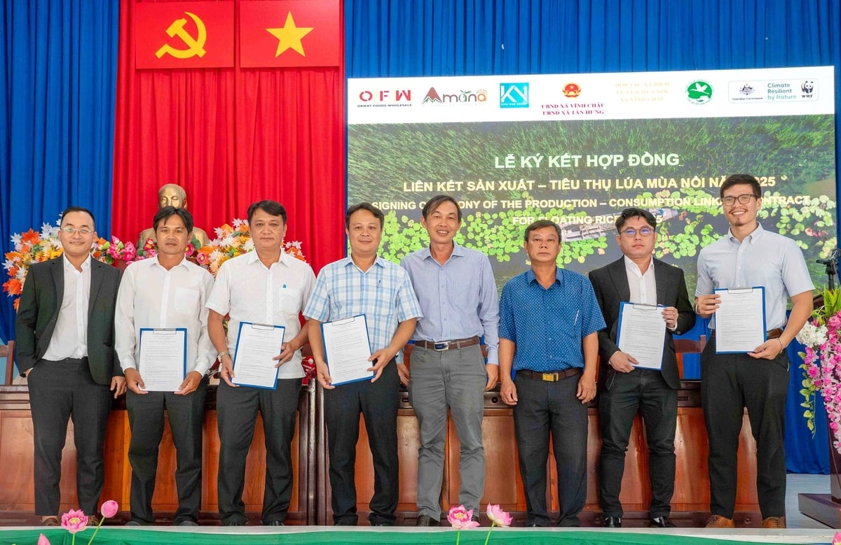 HTX Dịch vụ Lúa mùa nổi, đại diện các hộ nông dân cùng Tập đoàn Khải Nam ký hợp đồng liên kết sản xuất và tiêu thụ lúa mùa nổi năm 2025. Ảnh: Lê Hoàng Vũ.