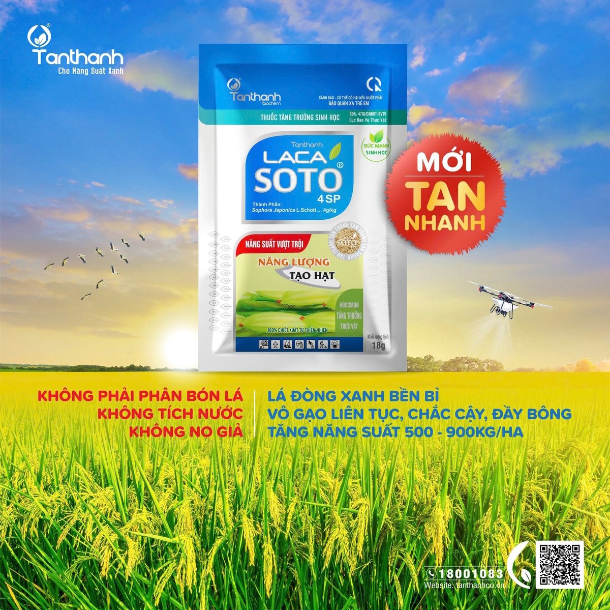 Một trong những điểm mạnh của Lacasoto 4SP là khả năng duy trì lá đòng xanh bền bỉ trong suốt hành trình vào gạo của cây lúa. Ảnh: Tân Thành. Một trong những điểm mạnh của Lacasoto 4SP là khả năng duy trì lá đòng xanh bền bỉ trong suốt hành trình vào gạo của cây lúa. Ảnh: Tân Thành.