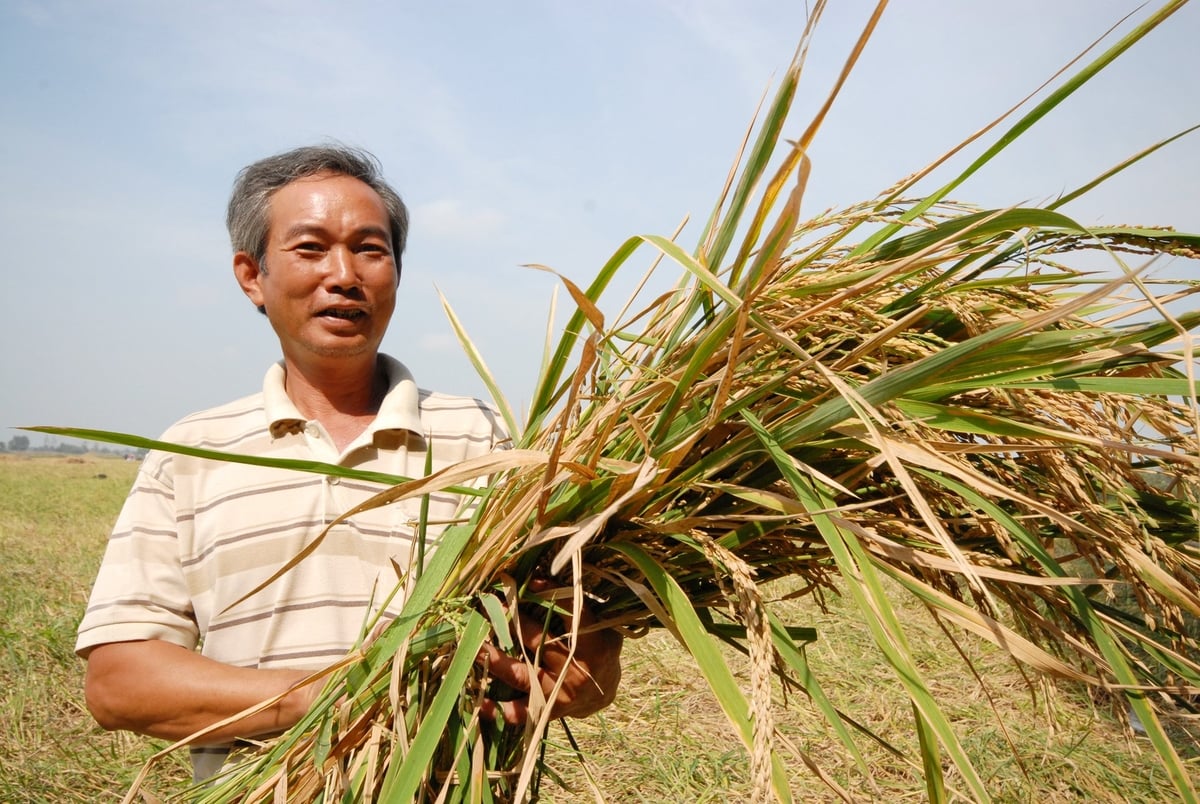 Nông dân xã Vĩnh Châu, tỉnh Tây Ninh phấn khởi khi thu hoạch lúa mùa nổi trong mô hình canh tác thuận thiên liên kết với Tập đoàn Khải Nam và WWF. Ảnh: Lê Hoàng Vũ.