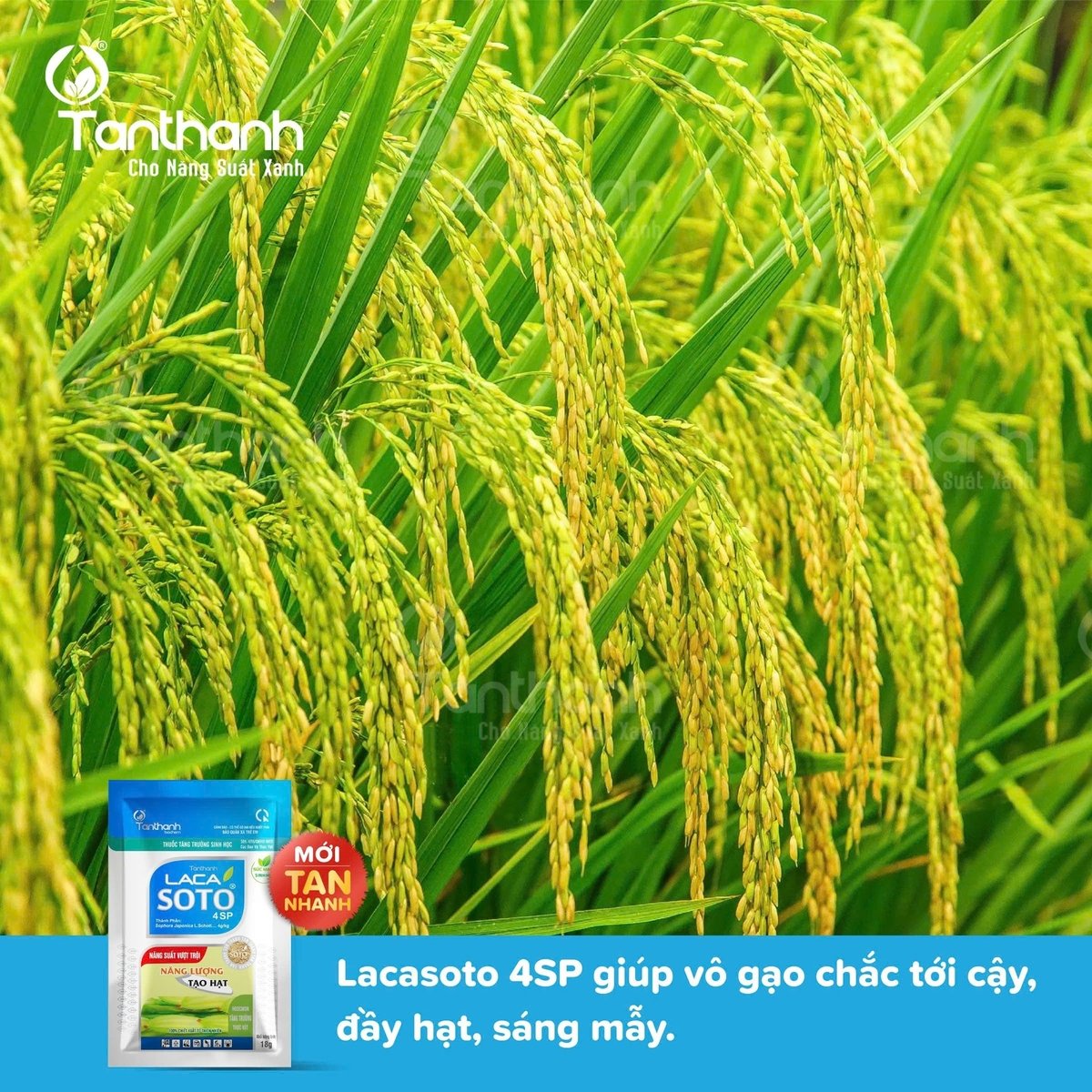 Một điểm nổi bật nữa của Lacasoto 4SP là khả năng giúp vô gạo chắc tới cậy, đầy hạt, sáng mẫy. Ảnh: Tân Thành. Một điểm nổi bật nữa của Lacasoto 4SP là khả năng giúp vô gạo chắc tới cậy, đầy hạt, sáng mẫy. Ảnh: Tân Thành.