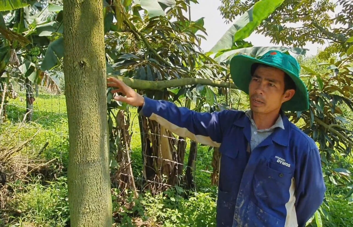 Anh N.V.T., nông dân tại huyện Di Linh cũ, tỉnh Lâm Đồng đã chia sẻ trải nghiệm về việc sử dụng sản phẩm Danjiri® phòng nấm tại vườn sầu riêng. Ảnh: Sumitomo Chemical Việt Nam.