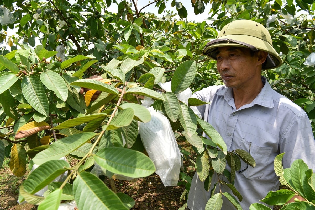 Trồng ổi VietGAP ở Kim An. Ảnh: Đinh Thanh Huyền. Trồng ổi VietGAP ở Kim An. Ảnh: Đinh Thanh Huyền.