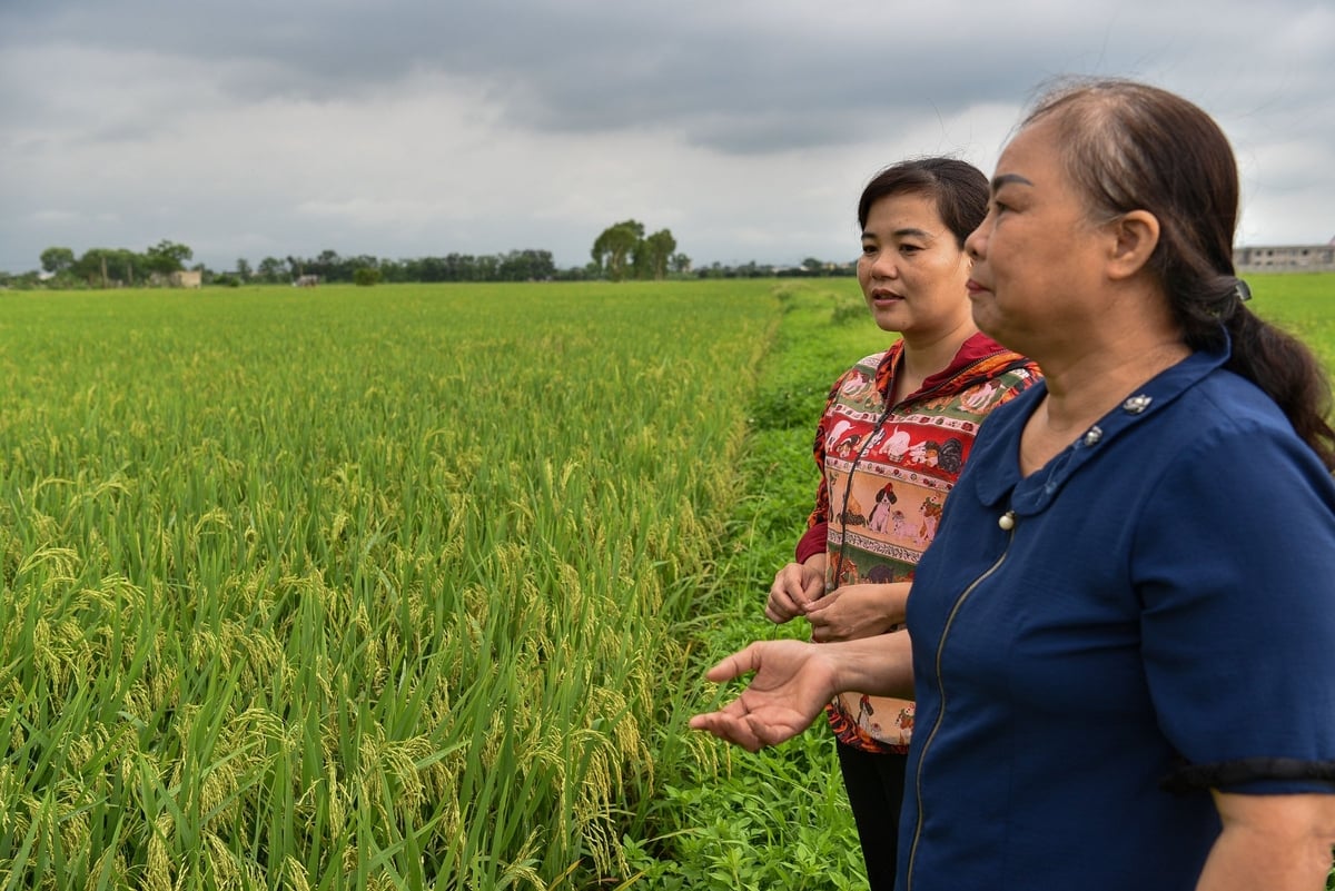 Cánh đồng lúa sinh thái ở Đỗ Động. Ảnh: Đinh Thanh Huyền. Cánh đồng lúa sinh thái ở Đỗ Động. Ảnh: Đinh Thanh Huyền.