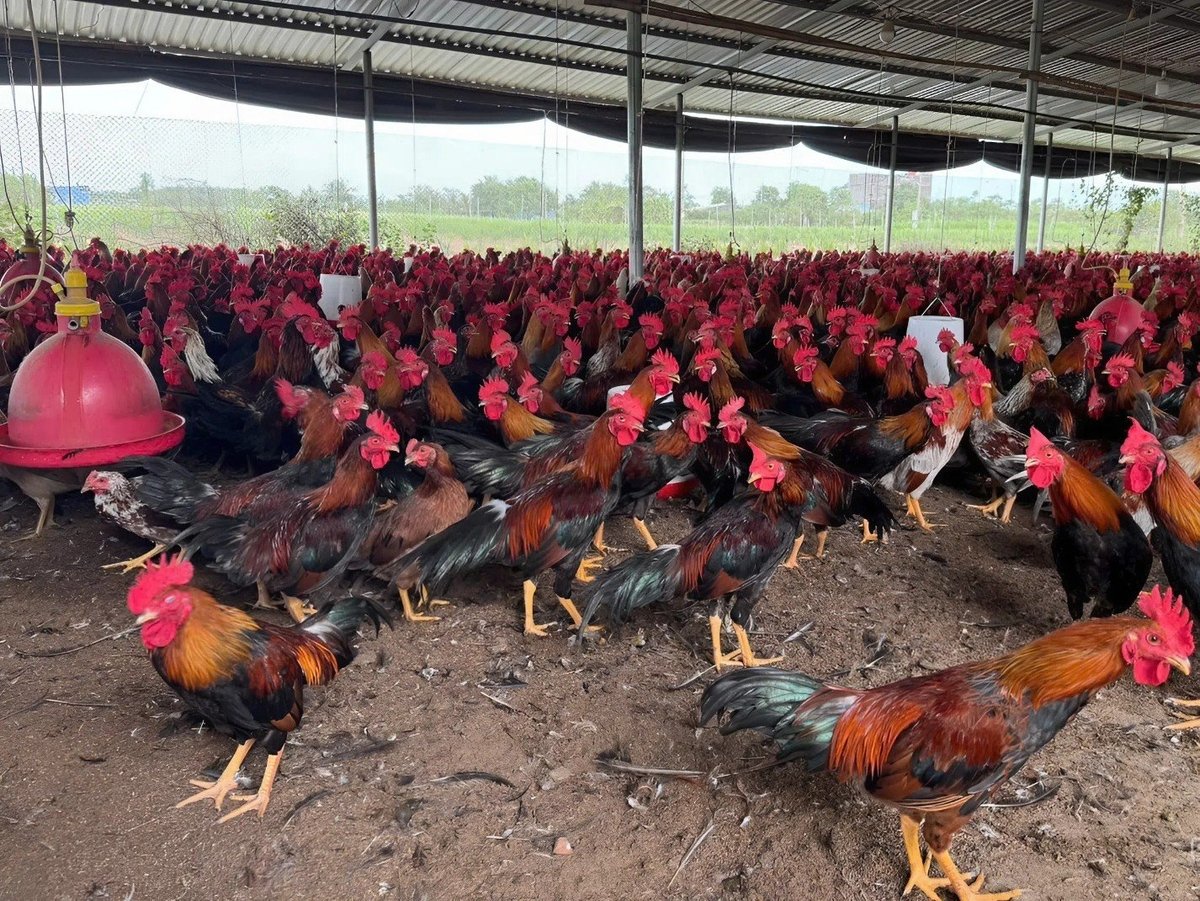 Gà nuôi từ 95-100 ngày có trọng luọng bình quân hơn 1,2 kg/con. Ảnh: Minh Đảm.