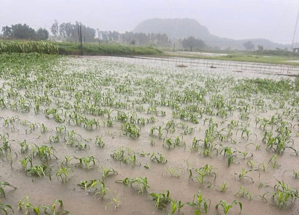Nhập chú thích ảnh