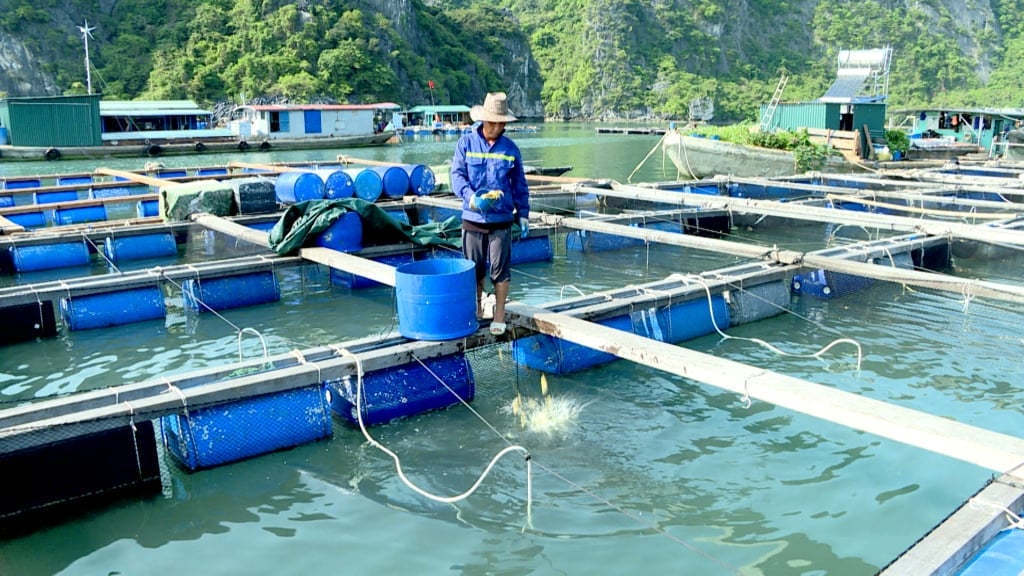 Chủ tịch UBND xã có thẩm quyền quyết định giao khu vực biển cho cá nhân Việt Nam để nuôi trồng thủy sản. Ảnh: Hải Hà.