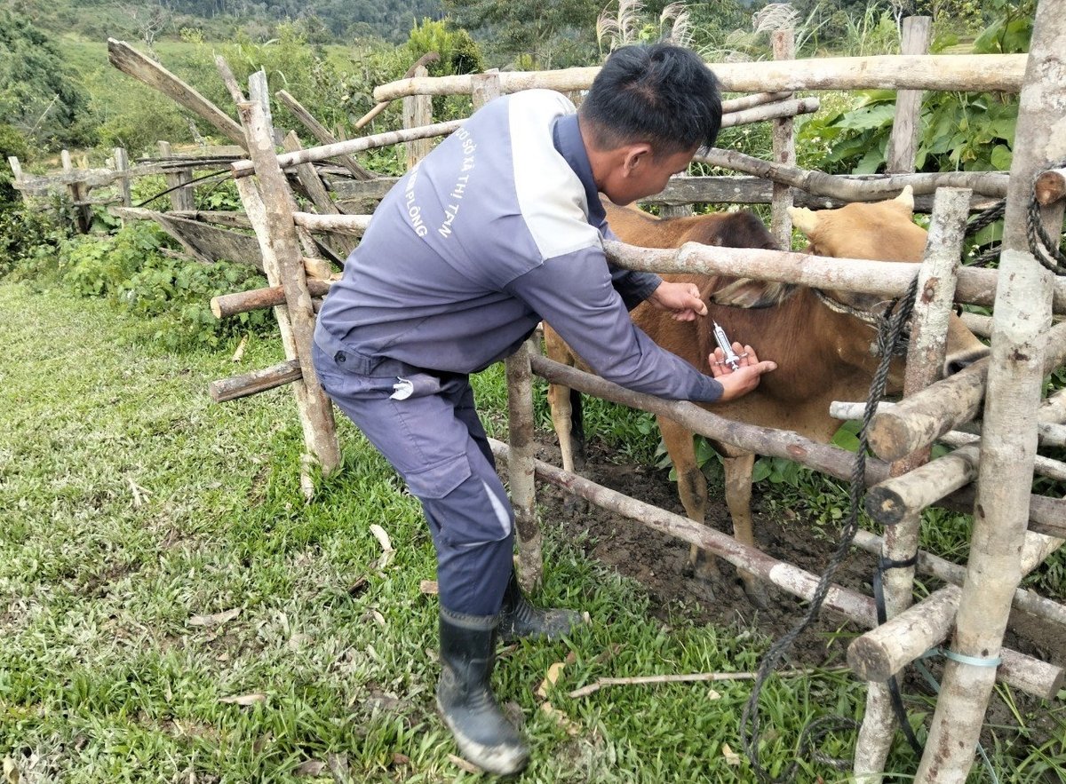 Các địa phương của tỉnh Quảng Ngãi đẩy mạnh tiêm vaccine phòng bệnh lở mồm long móng trong thời gian tới. Ảnh: Tuấn Anh. Các địa phương của tỉnh Quảng Ngãi đẩy mạnh tiêm vaccine phòng bệnh lở mồm long móng trong thời gian tới. Ảnh: Tuấn Anh.