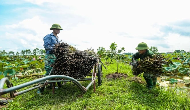 Hằng năm, công ty tạo việc làm cho hàng trăm lao động địa phương và hàng triệu ngày công cho nông dân vùng nguyên liệu. Ảnh: Báo NLĐ. Hằng năm, công ty tạo việc làm cho hàng trăm lao động địa phương và hàng triệu ngày công cho nông dân vùng nguyên liệu. Ảnh: Báo NLĐ.