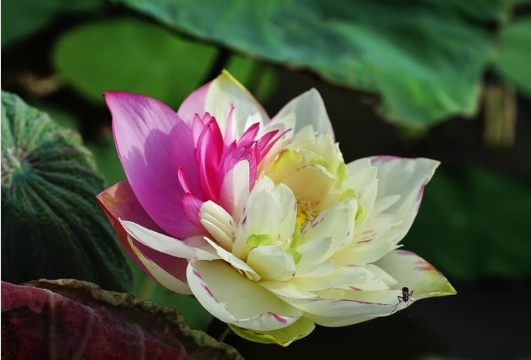 'Chạm' vào sen như chạm vào nỗi khát khao mê đắm. Ảnh: Đình Châu. 'Chạm' vào sen như chạm vào nỗi khát khao mê đắm. Ảnh: Đình Châu.