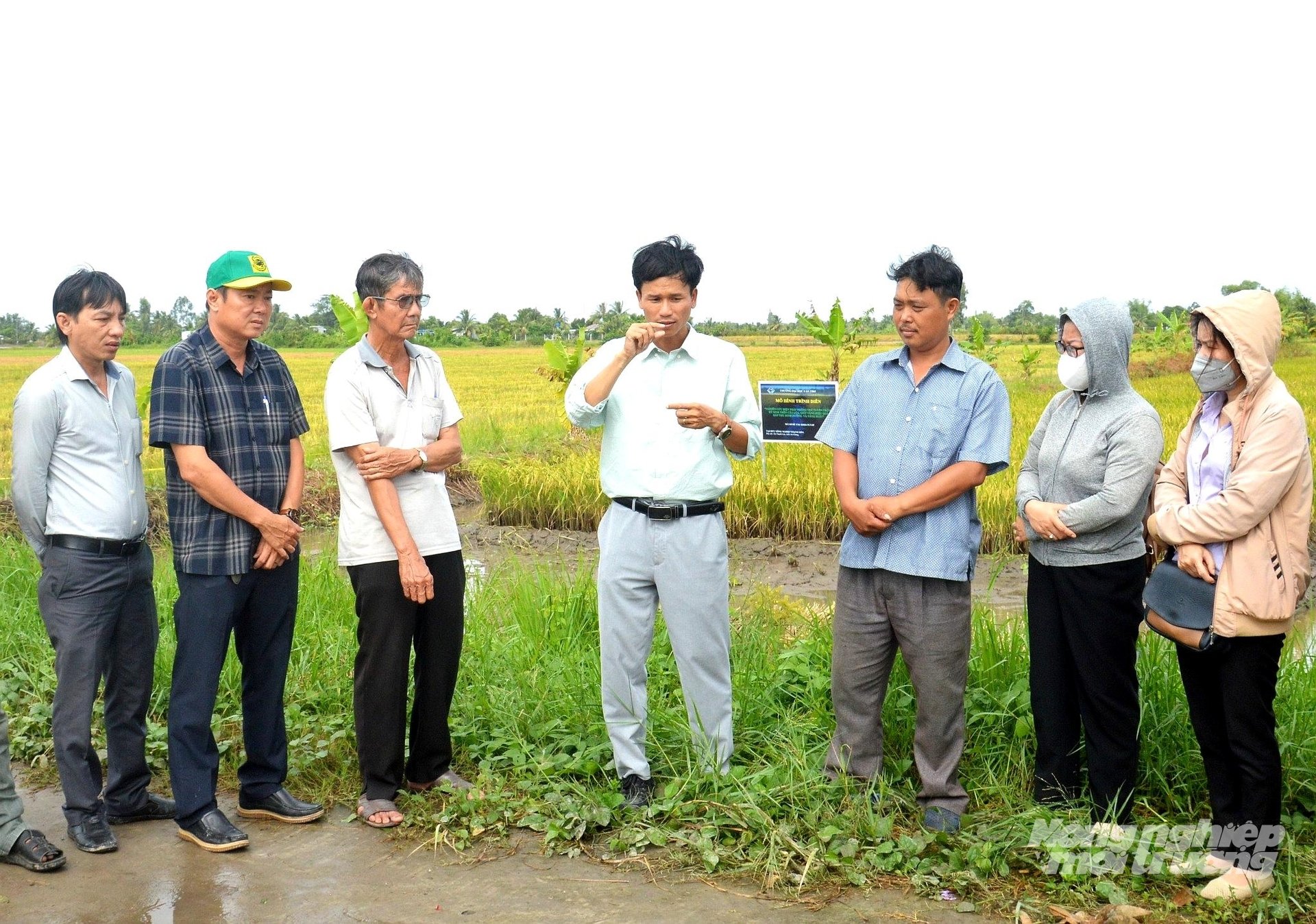 TS Nguyễn Văn Sinh (đứng giữa) giải thích cho nông dân về cách tuyến trùng ký sinh, gây hại lúa và áp dụng các biện pháp sinh học để phòng trừ tuyến trùng trên ruộng lúa. Ảnh: Trung Chánh.