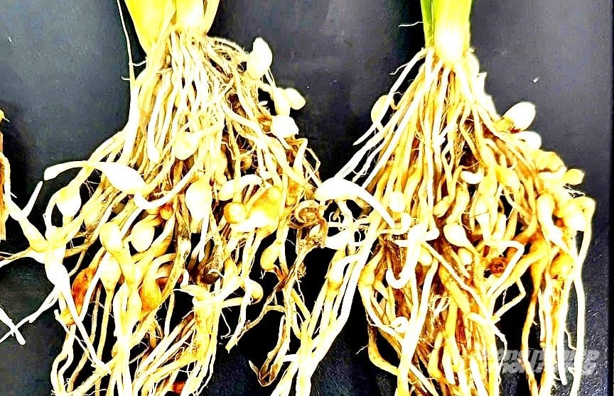 Tuyến trùng ký sinh và gây ra hiện tượng bướu rễ lúa, làm giảm khả năng hấp thu dinh dưỡng, cây lúa kém pháp triển và ảnh hưởng nghiêm trọng đến năng suất khi thu hoạch. Ảnh: Trung Chánh.